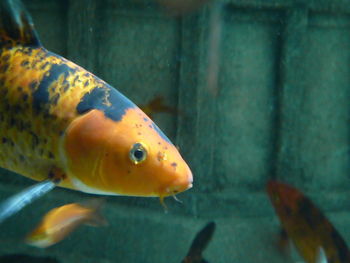 Close-up of fish swimming in aquarium