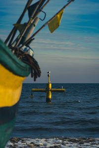 Seagul waiting 