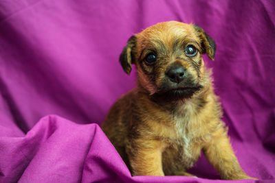 Cute puppy in folds of purple fabric