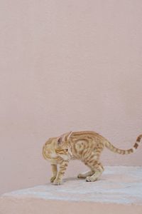 Turtle on wall
