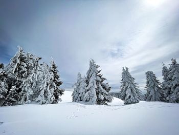 Forest of coniferous trees covered in snow