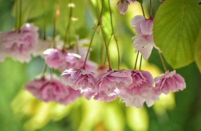 Close-up of pink flowering plant