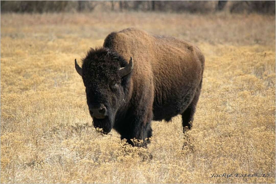 animal themes, mammal, field, animals in the wild, wildlife, grass, one animal, livestock, standing, herbivorous, full length, safari animals, nature, young animal, horned, two animals, grazing, grassy, elephant, domestic animals