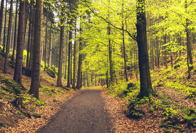 Dirt road amidst trees in forest