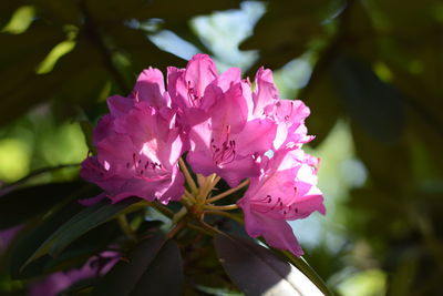 Close-up of pink flowering plant