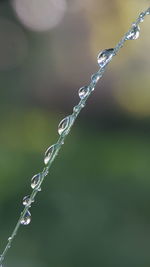 Close-up of water drops on plant