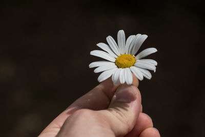 Close-up of hand holding white daisy against black background