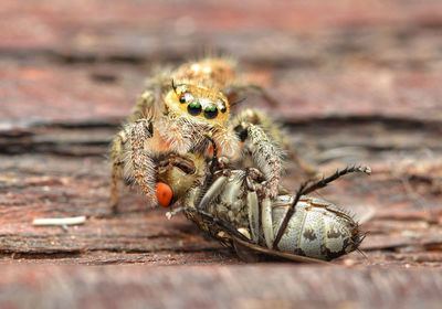 Close-up of spider on wood