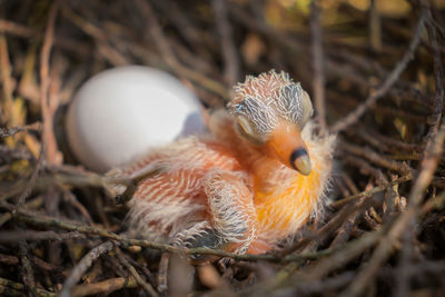 Close-up of bird in nest