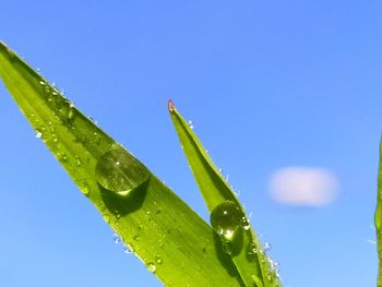 Close-up of wet plant against clear blue sky