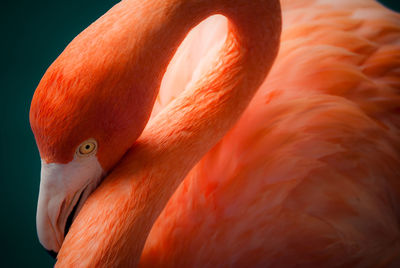 Flamingo close up