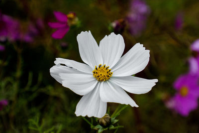 Close-up of purple cosmos flower