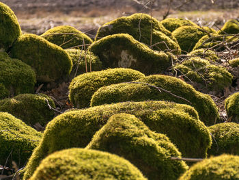 Wonderful landscape with bright green stones. the stones are overgrown with moss