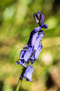 Close-up of purple flowers blooming