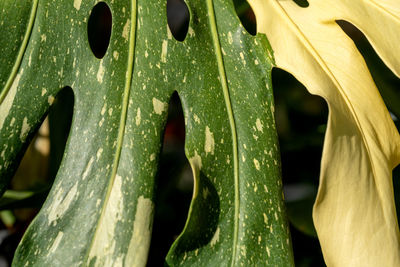 plant