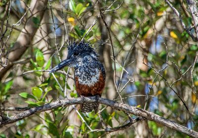 Close-up of bird perching on tree