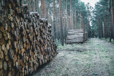 Stack of logs in forest