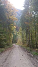 Road amidst trees in forest