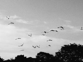 Low angle view of birds flying in sky