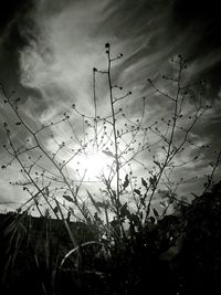 Low angle view of silhouette plants against sky at sunset