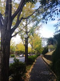 Road passing through trees