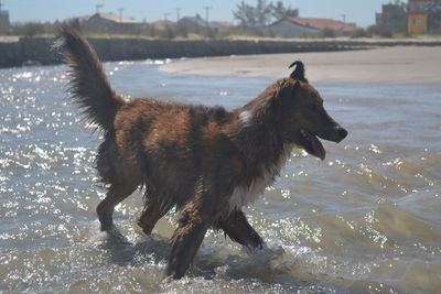 Dog running in the lake