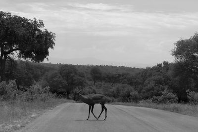 Side view of deer on road amidst field against sky