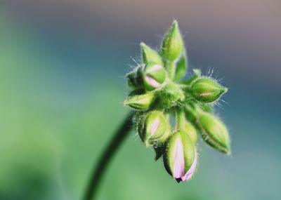 Geranium buds ready to bloom