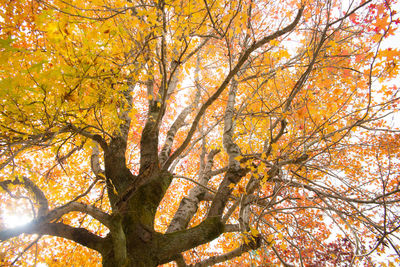 Low angle view of tree in autumn