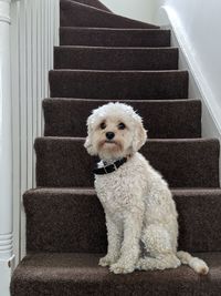 Portrait of dog sitting on staircase
