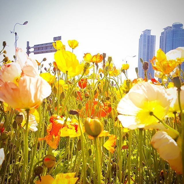 flower, freshness, fragility, petal, flower head, growth, tulip, yellow, beauty in nature, field, plant, blooming, nature, stem, in bloom, clear sky, sky, close-up, day, outdoors