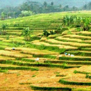 Scenic view of agricultural field
