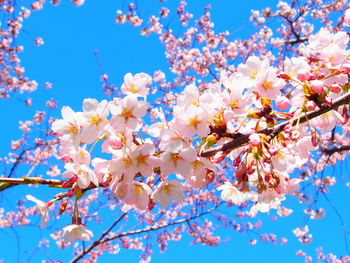 Low angle view of cherry blossoms against blue sky