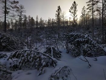 Snow covered trees in forest against sky