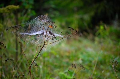 Close-up of spider on plant