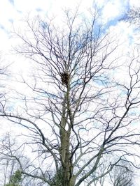Low angle view of spider web on tree against sky