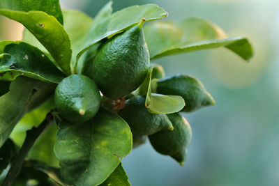 Close-up of fruit growing on plant