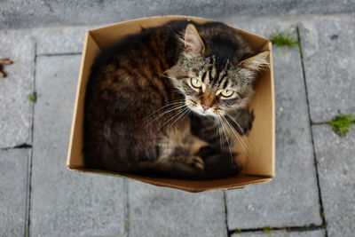 High angle portrait of cat sitting in box