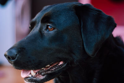 Close-up of dog looking away