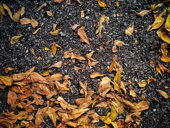 Full frame shot of dry autumn leaf