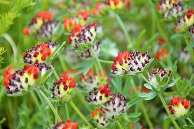 Close-up of butterfly pollinating on red flowering plant