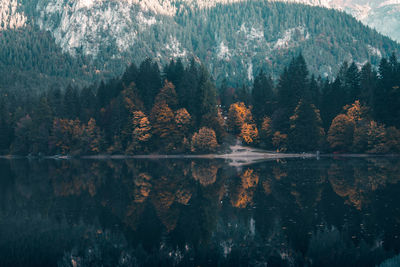 Scenic view of forest by lake