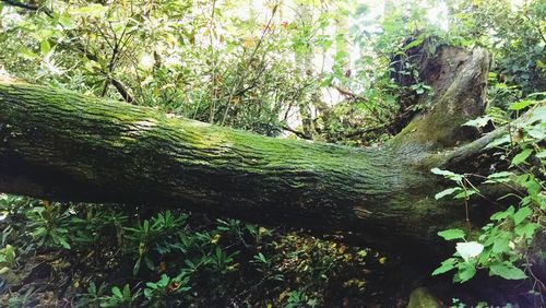 Trees in forest