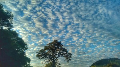 Low angle view of trees against sky