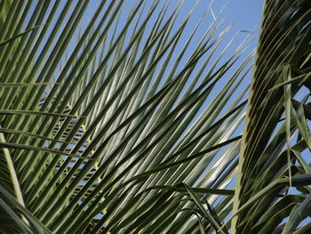 Low angle view of coconut palm trees against sky