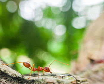 Red ants or also called weaver ants, live in colonies