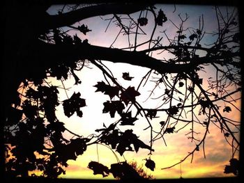 Silhouette tree against sky during sunset