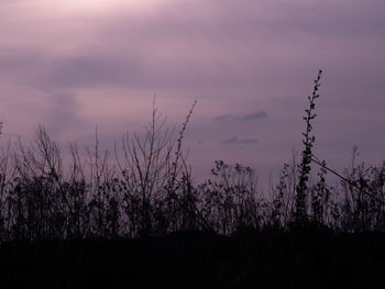 Silhouette plants on land against sky at sunset