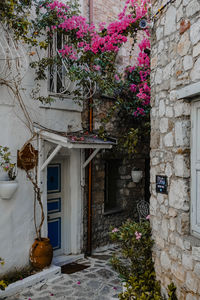 Potted plants against building