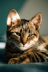 Close-up portrait of cat at home